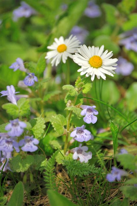 Sedmikráska a popenec